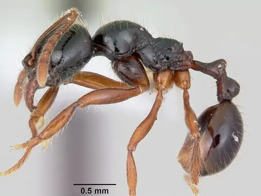 Stenamma alas - JTLC000005593