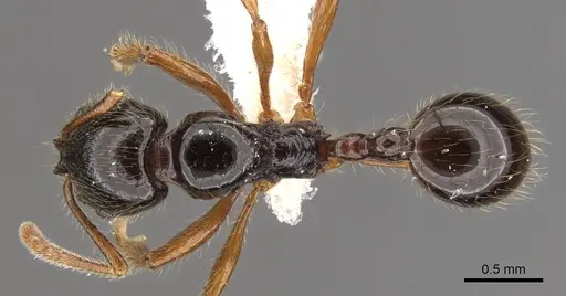 Stenamma alas - JTLC000005879