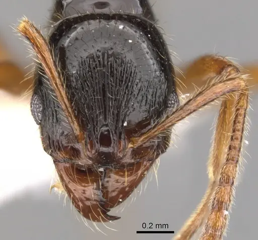 Stenamma alas - JTLC000005879