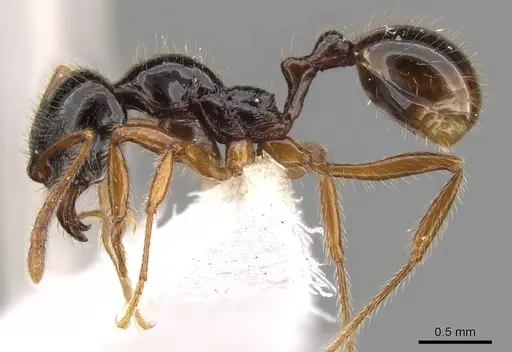 Stenamma alas - JTLC000005879