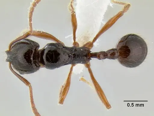 Stenamma alas - JTLC000005880