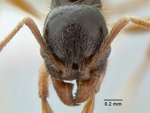 Stenamma alas - JTLC000005880