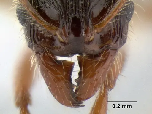 Stenamma alas - JTLC000005880