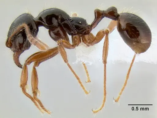 Stenamma alas - JTLC000005880