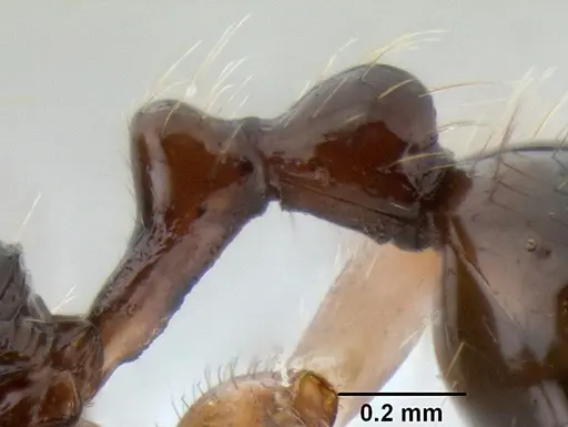 Stenamma alas - JTLC000005880