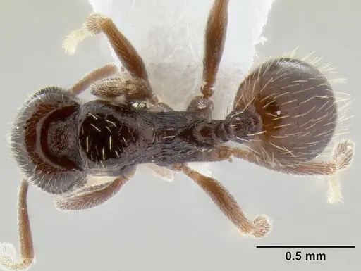 Stenamma andersoni specimen