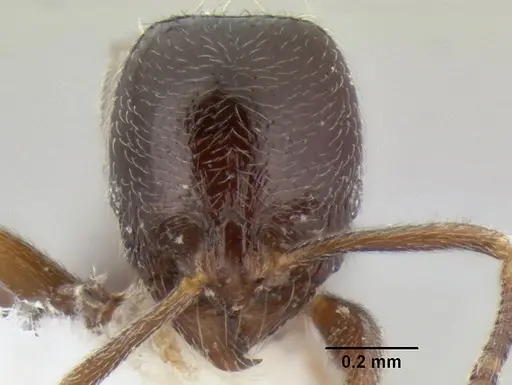 Stenamma andersoni specimen