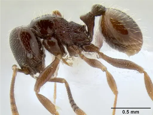 Stenamma andersoni specimen