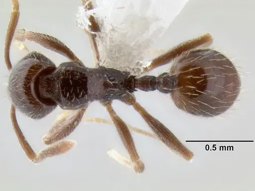 Stenamma andersoni - CASENT0604603