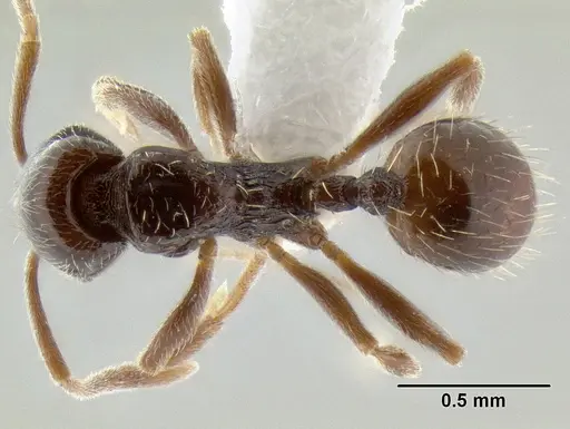 Stenamma andersoni - CASENT0604603