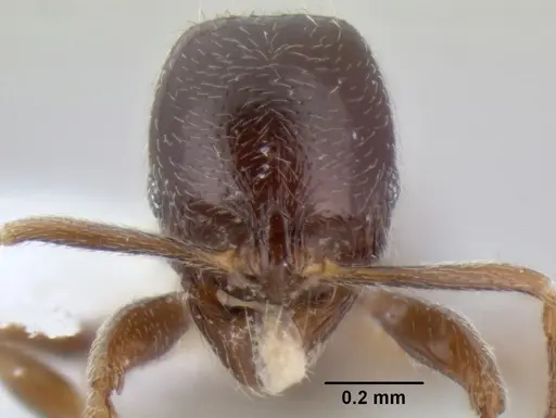 Stenamma andersoni - CASENT0604603