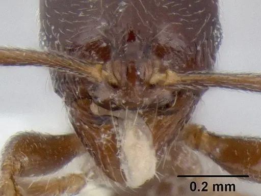 Stenamma andersoni - CASENT0604603