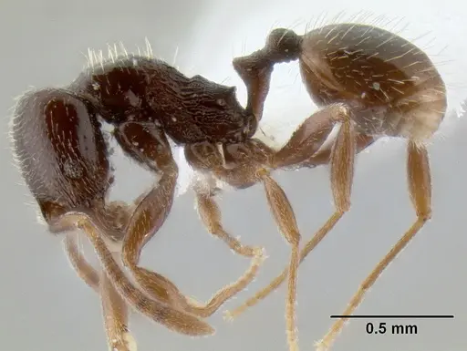 Stenamma andersoni - CASENT0604603