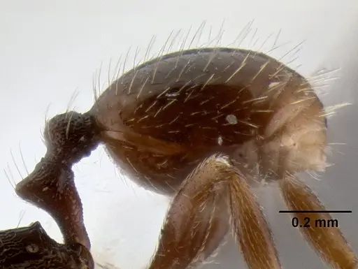 Stenamma andersoni - CASENT0604603