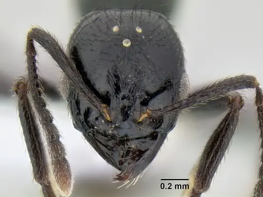 Stenamma atribellum specimen