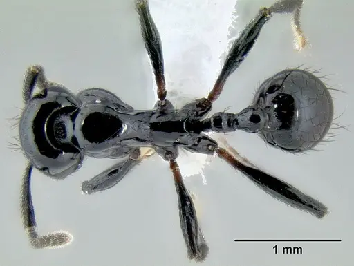 Stenamma atribellum - CASENT0622351