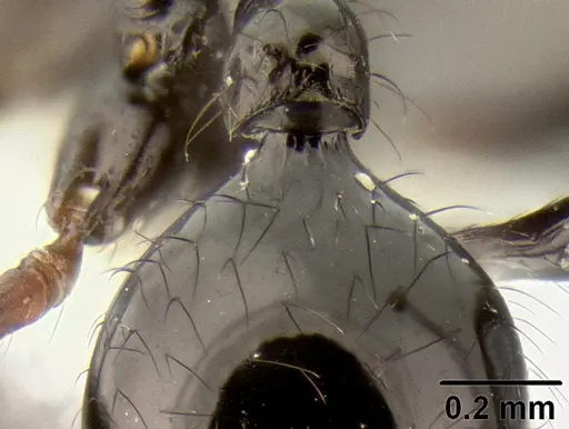 Stenamma atribellum - CASENT0622351