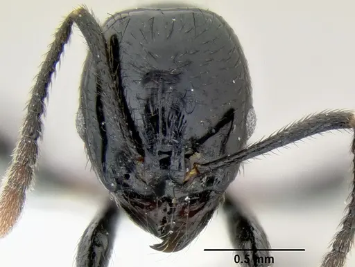 Stenamma atribellum - CASENT0622351