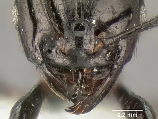 Stenamma atribellum - CASENT0622351