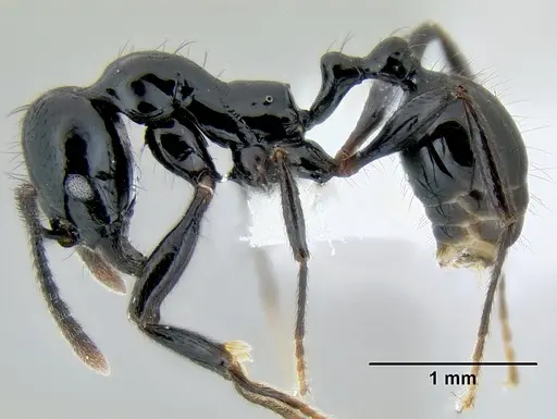 Stenamma atribellum - CASENT0622351