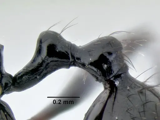 Stenamma atribellum - CASENT0622351