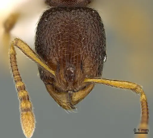 Stenamma atribellum - CASENT0623237