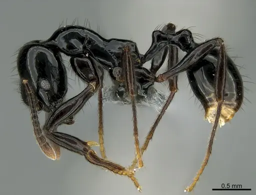 Stenamma atribellum - CASENT0623237