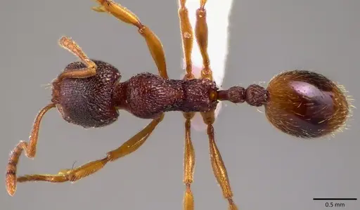 Stenamma brevicorne specimen