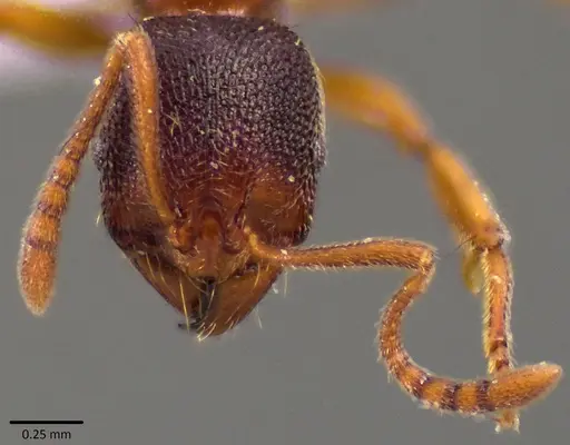 Stenamma brevicorne specimen
