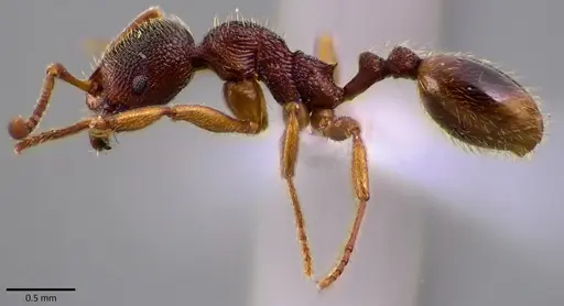 Stenamma brevicorne specimen