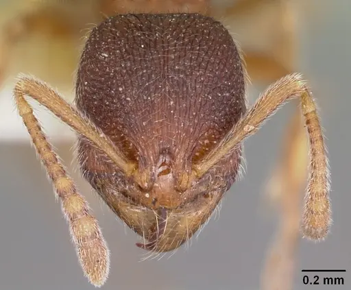 Stenamma brevicorne - CASENT0104792