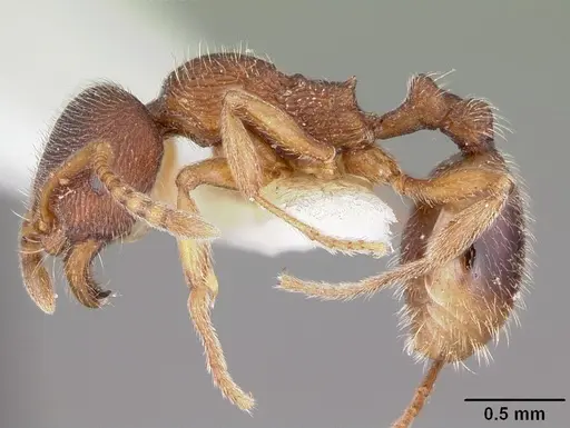 Stenamma brevicorne - CASENT0104792