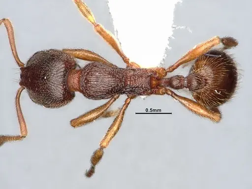 Stenamma brevicorne - CASENT0885484