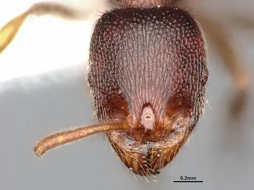 Stenamma brevicorne - CASENT0885484