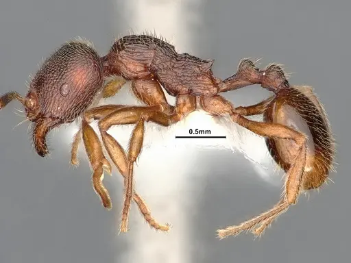 Stenamma brevicorne - CASENT0885484