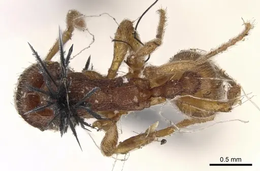 Stenamma brevicorne - CASENT0900948