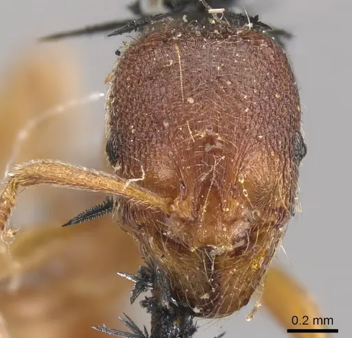 Stenamma brevicorne - CASENT0900948