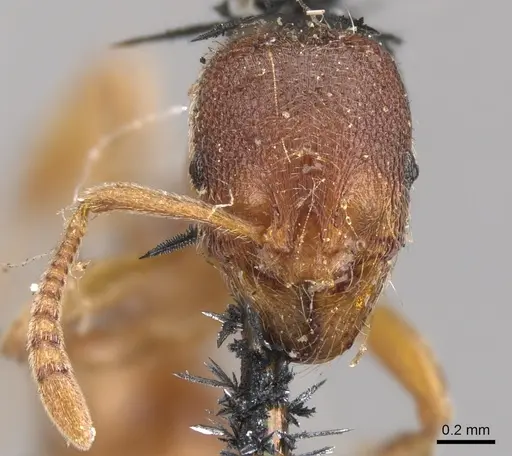 Stenamma brevicorne - CASENT0900948