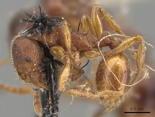 Stenamma brevicorne - CASENT0900948