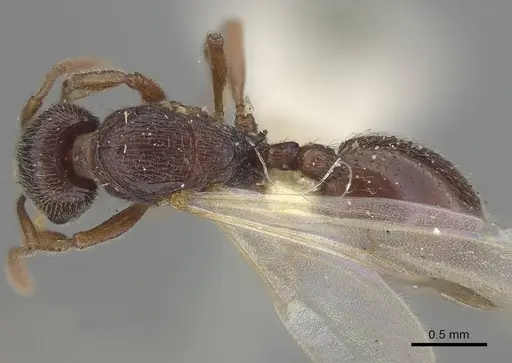 Stenamma brevicorne - CASENT0919620