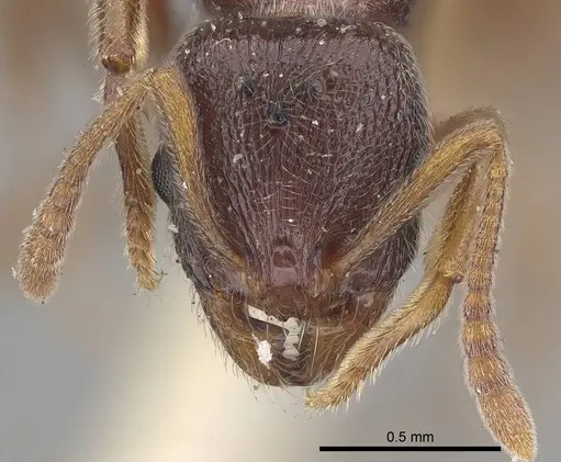 Stenamma brevicorne - CASENT0919620