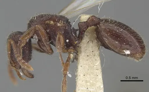 Stenamma brevicorne - CASENT0919620