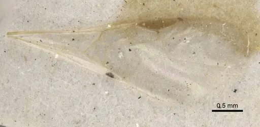 Stenamma brevicorne - CASENT0919620