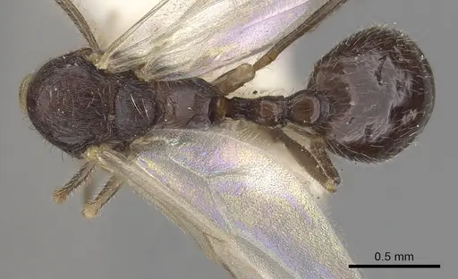 Stenamma brevicorne - CASENT0919621