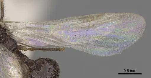 Stenamma brevicorne - CASENT0919621