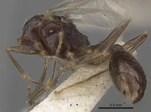 Stenamma brevicorne - CASENT0919621