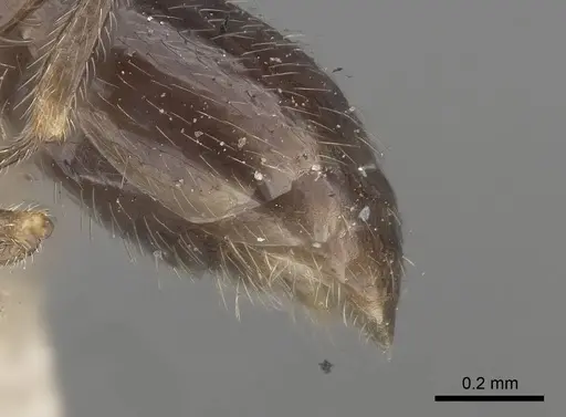 Stenamma brevicorne - CASENT0919621