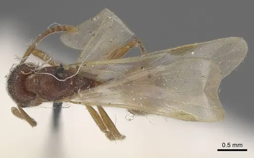 Stenamma brevicorne - CASENT0919622