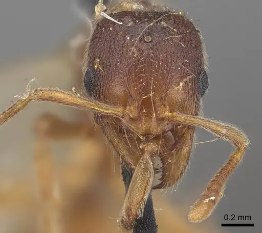 Stenamma brevicorne - CASENT0919622