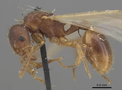 Stenamma brevicorne - CASENT0919622